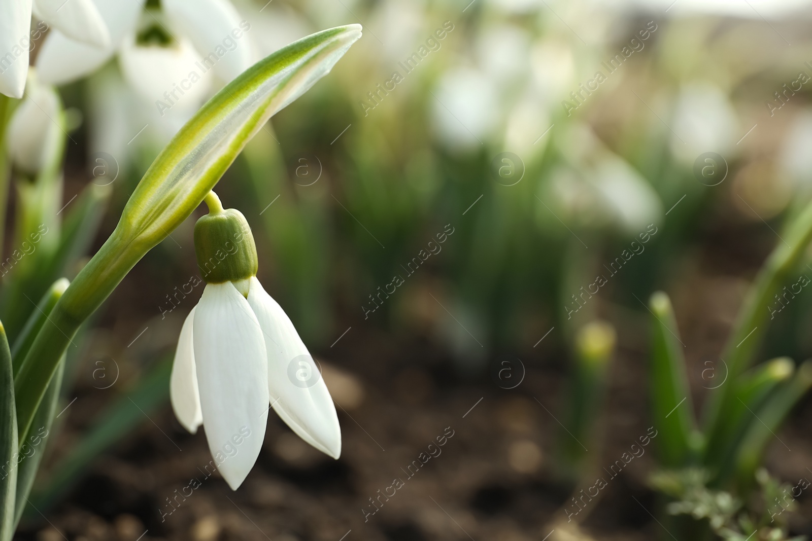 Photo of Beautiful snowdrop outdoors, closeup with space for text. Early spring flower