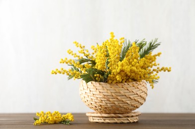 Beautiful mimosa flowers in wicker basket on wooden table against white background