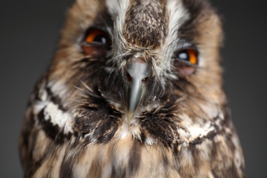 Beautiful eagle owl on grey background, closeup. Predatory bird