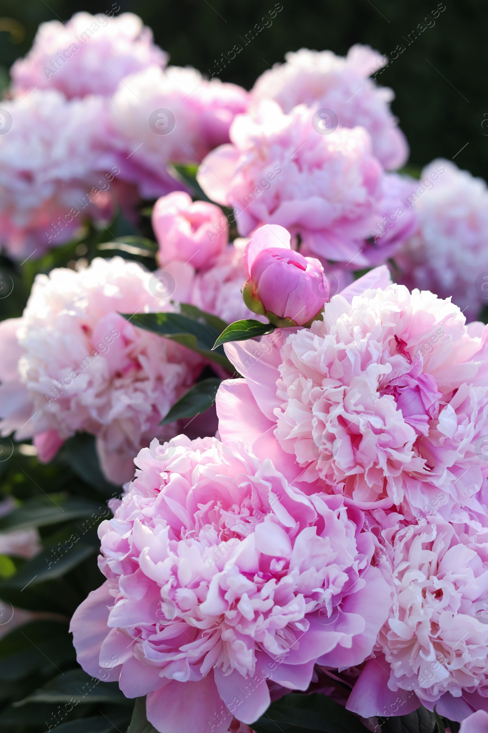 Photo of Beautiful pink peony flowers outdoors, closeup view