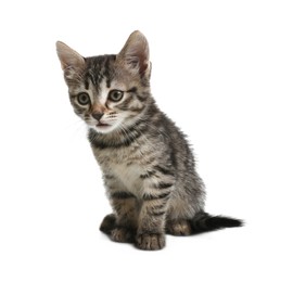 Photo of Cute little tabby kitten on white background