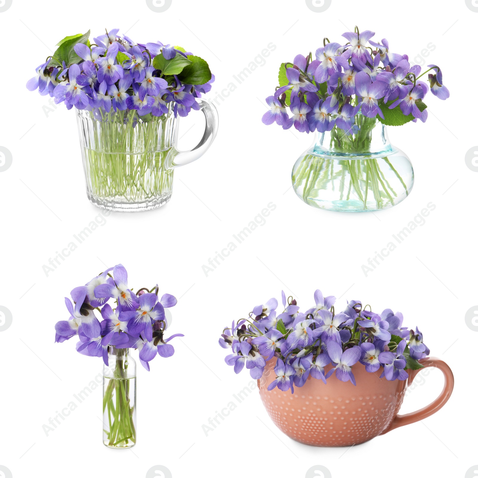 Image of Set with beautiful wood violets on white background. Spring flowers