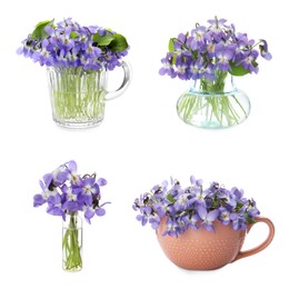 Set with beautiful wood violets on white background. Spring flowers