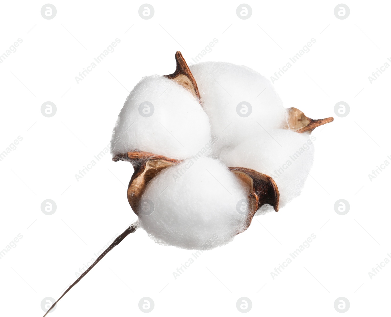 Photo of Beautiful fluffy cotton flower isolated on white