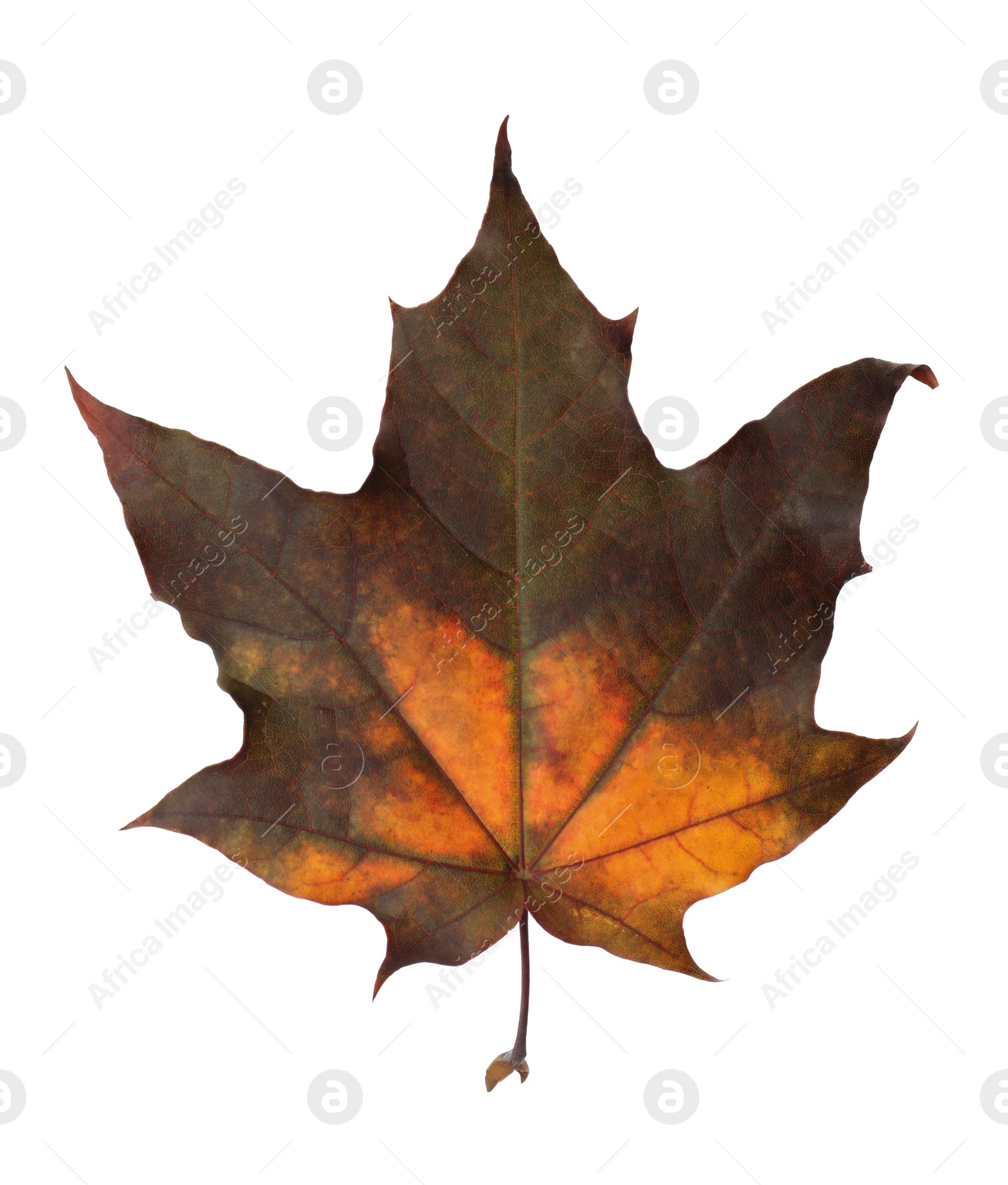 Photo of Dry leaf of maple tree isolated on white. Autumn season