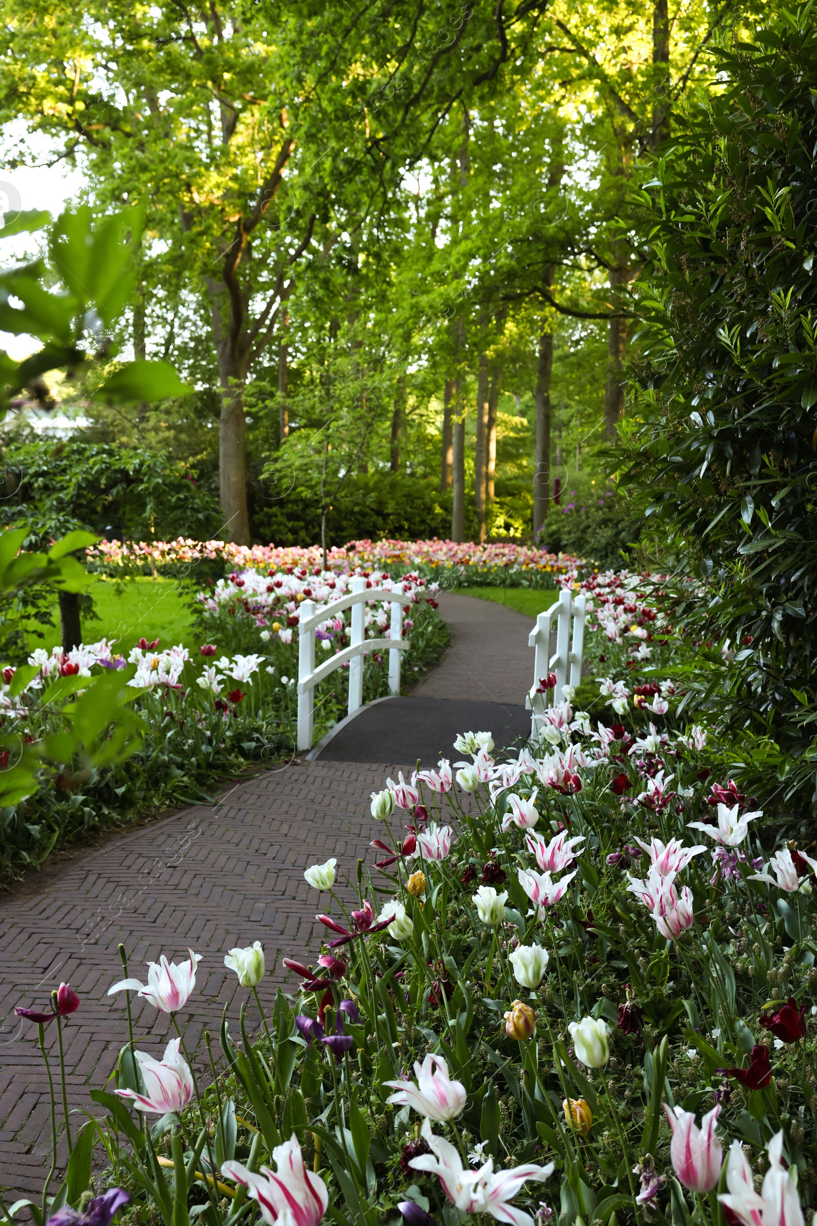 Photo of Park with beautiful flowers and bridge over canal. Spring season