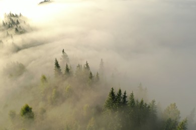 Aerial view of beautiful landscape with misty forest on autumn day