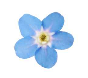 Photo of Amazing spring forget-me-not flower on white background