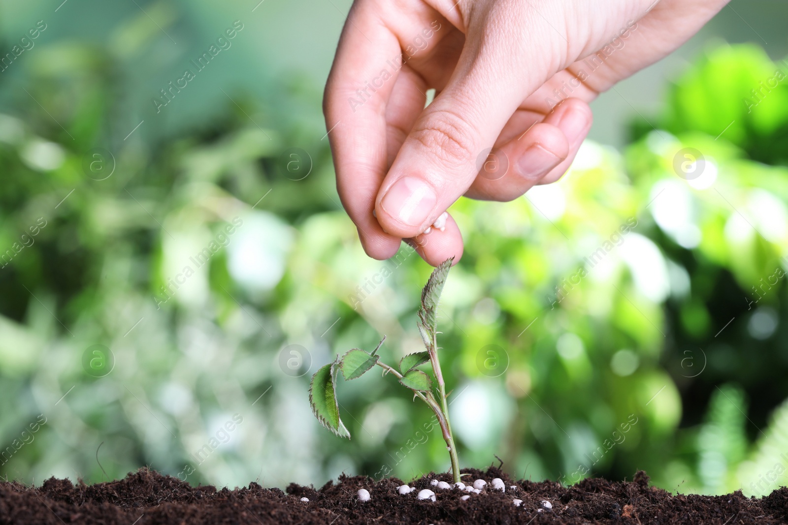 Photo of Woman fertilizing plant in soil against blurred background, closeup with space for text. Gardening time