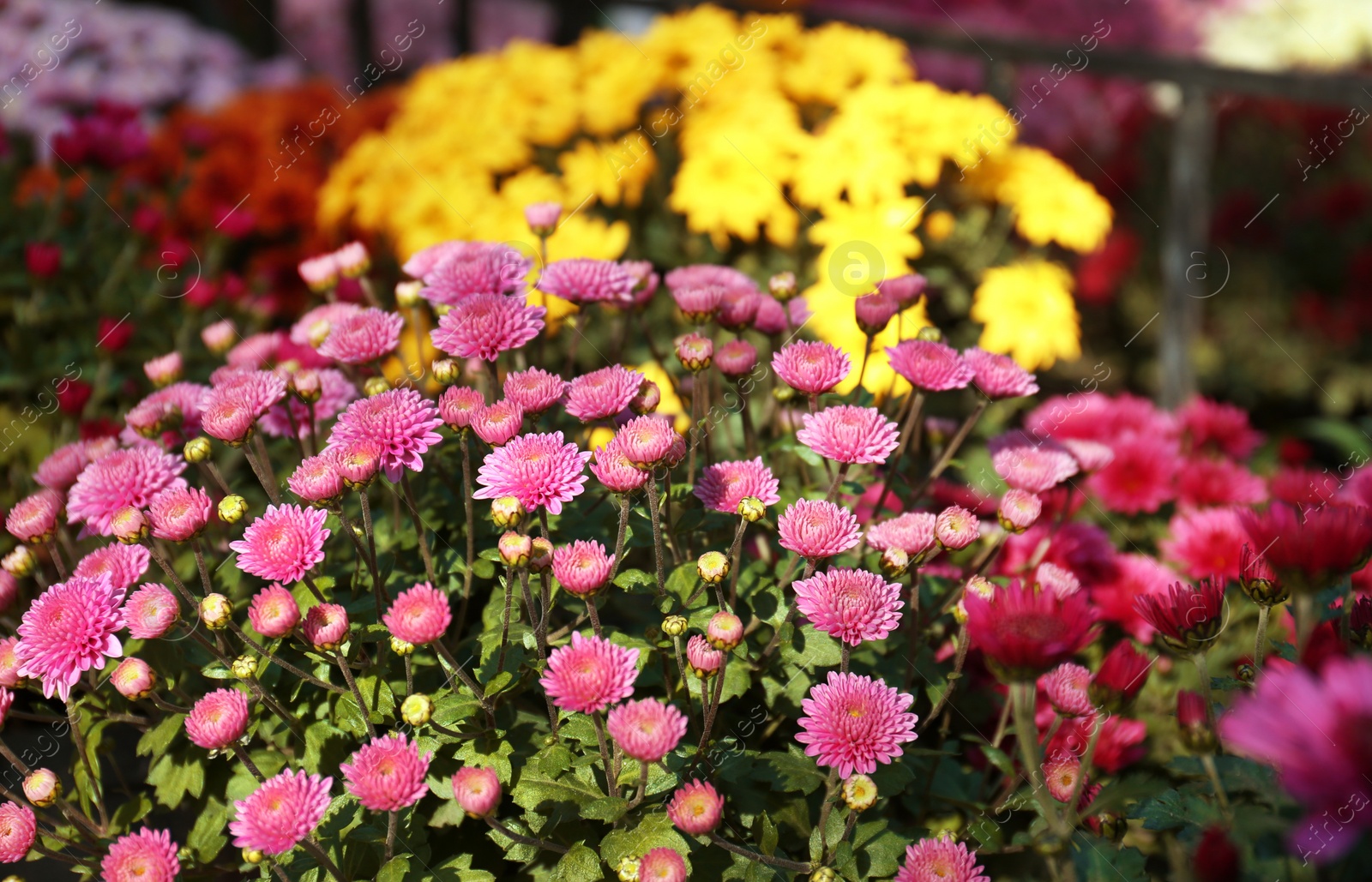 Photo of View of fresh beautiful colorful chrysanthemum flowers