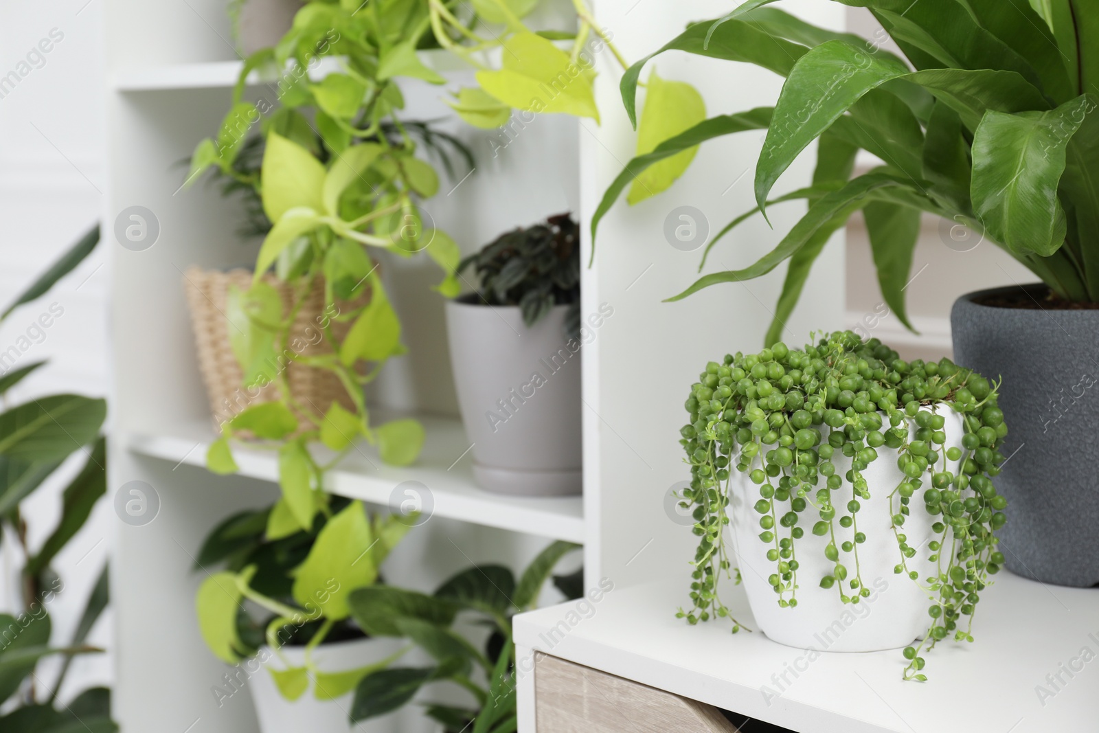 Photo of Green potted houseplants on table and shelves indoors. Space for text