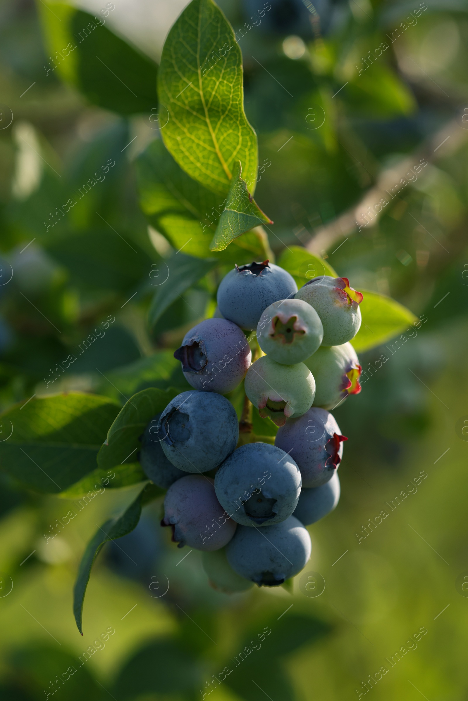 Photo of Wild blueberries growing on sunny day , closeup. Seasonal berries