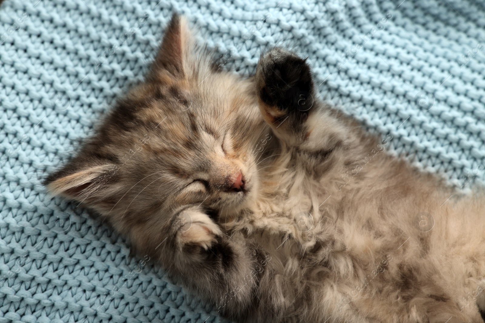 Photo of Cute kitten sleeping on light blue knitted blanket, top view