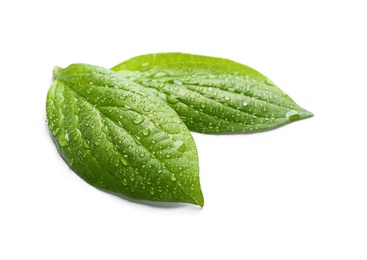 Photo of Green leaves with dew on white background