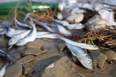 Photo of Dead fishes on stones near river, closeup. Environmental pollution concept
