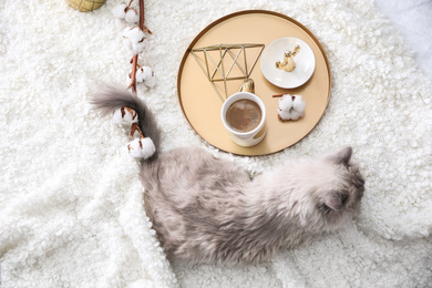 Photo of Birman cat and cup of drink on blanket at home, above view. Cute pet