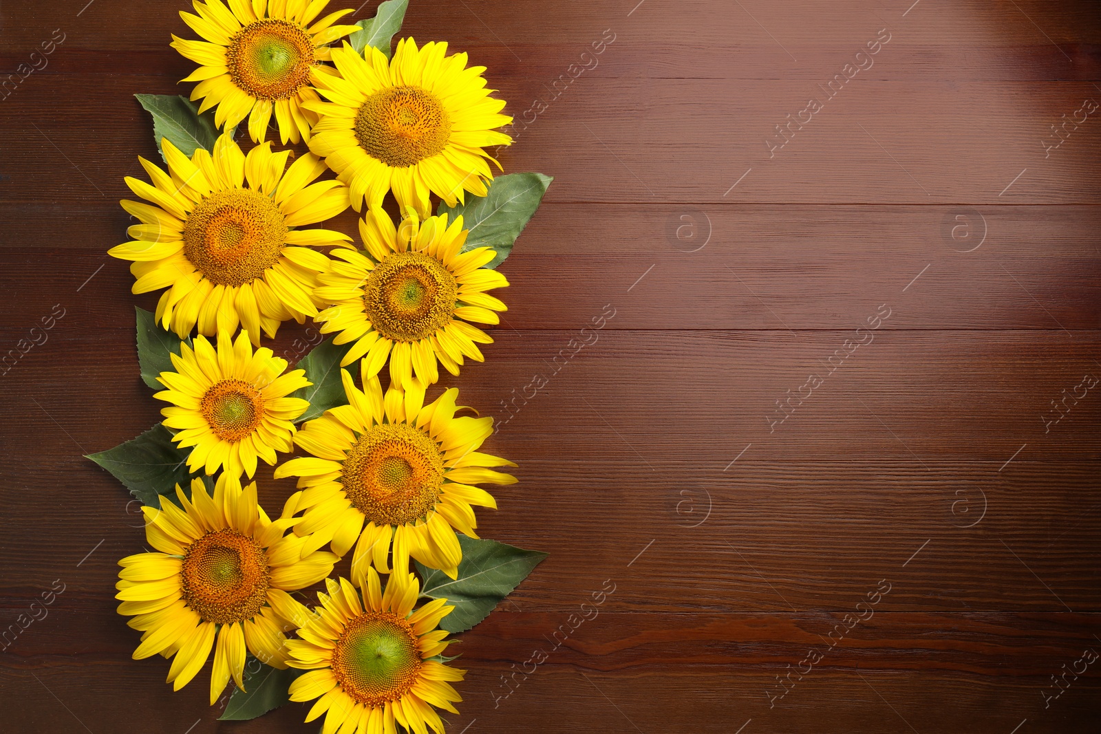 Photo of Beautiful bright sunflowers on wooden background, flat lay. Space for text