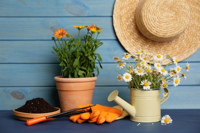 Photo of Beautiful blooming plants and gardening tools on blue wooden table
