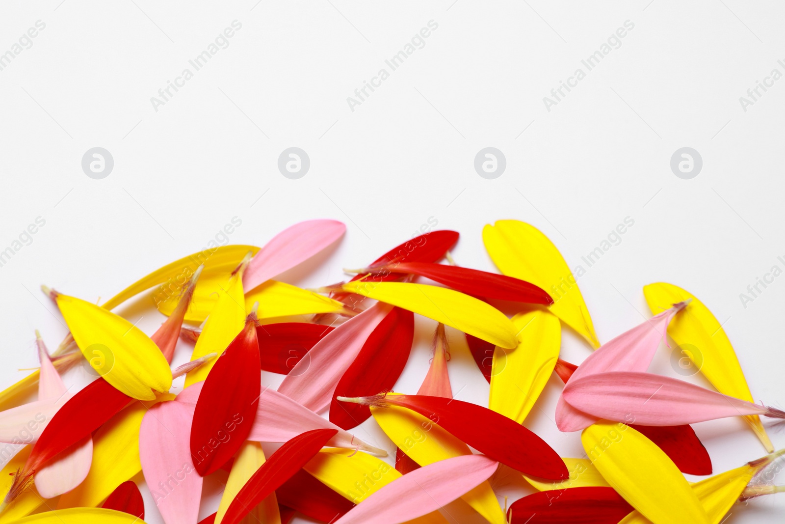 Photo of Pile of beautiful petals on white background. Space for text