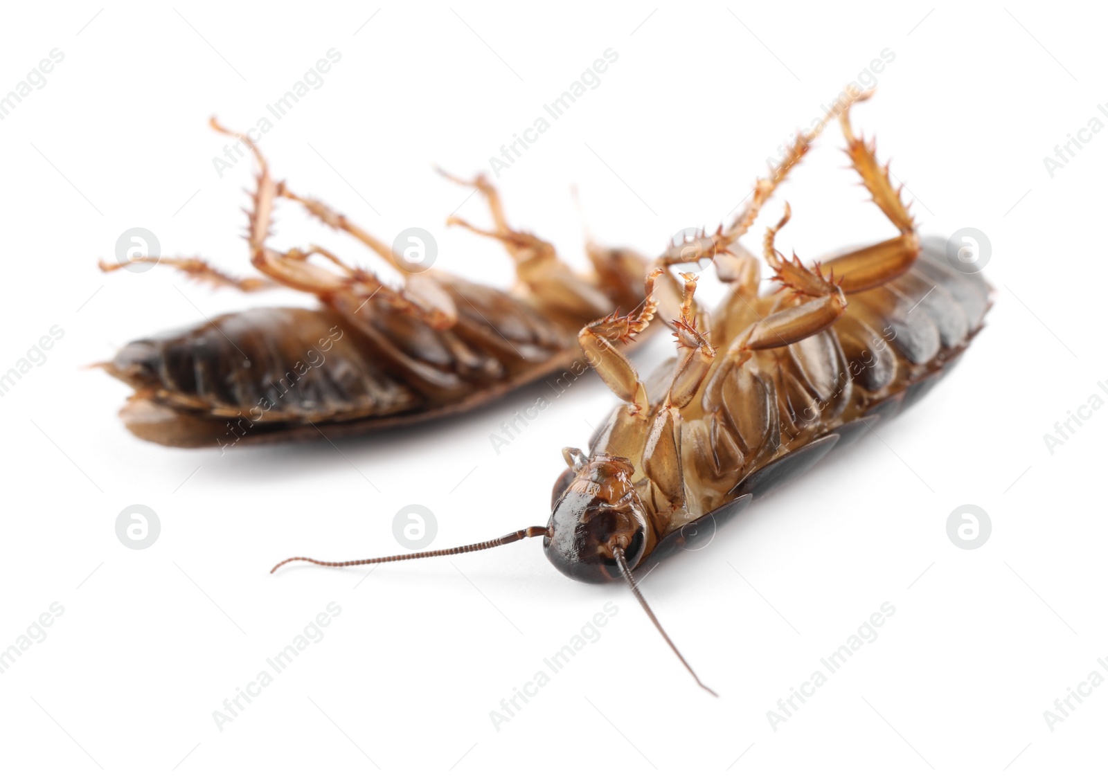 Photo of Dead brown cockroaches isolated on white, closeup. Pest control
