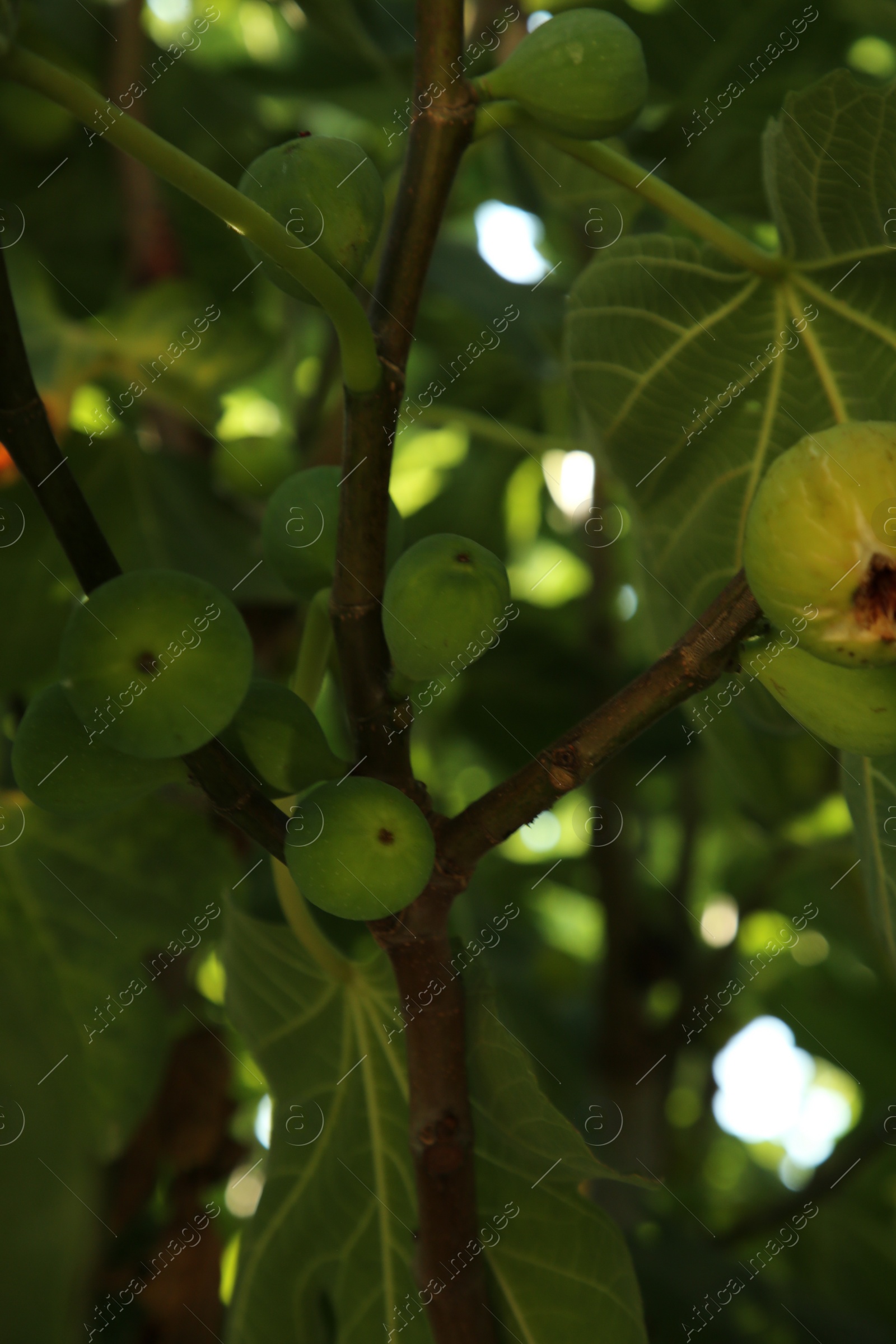 Photo of Unripe figs growing on tree in garden, closeup