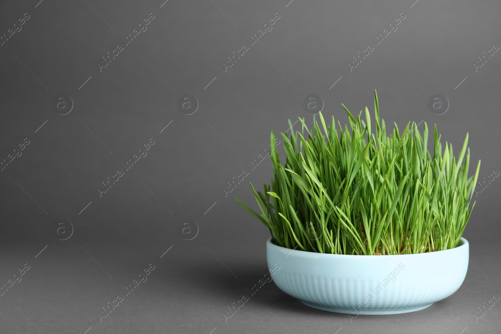 Photo of Ceramic bowl with fresh wheat grass on grey background, space for text