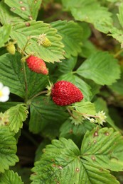 Photo of Small wild strawberries growing outdoors. Seasonal berries