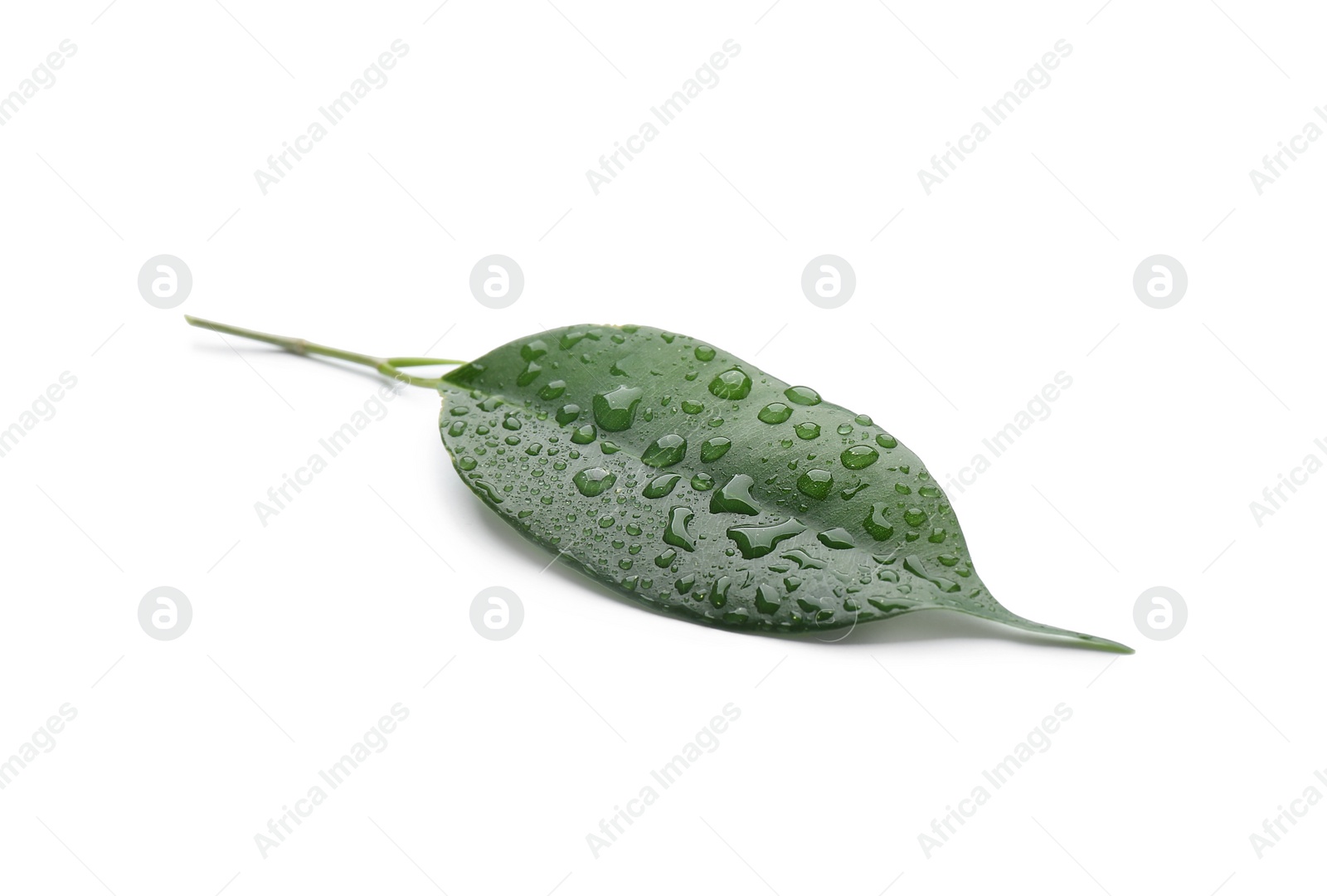 Photo of Fresh green ficus leaf on white background