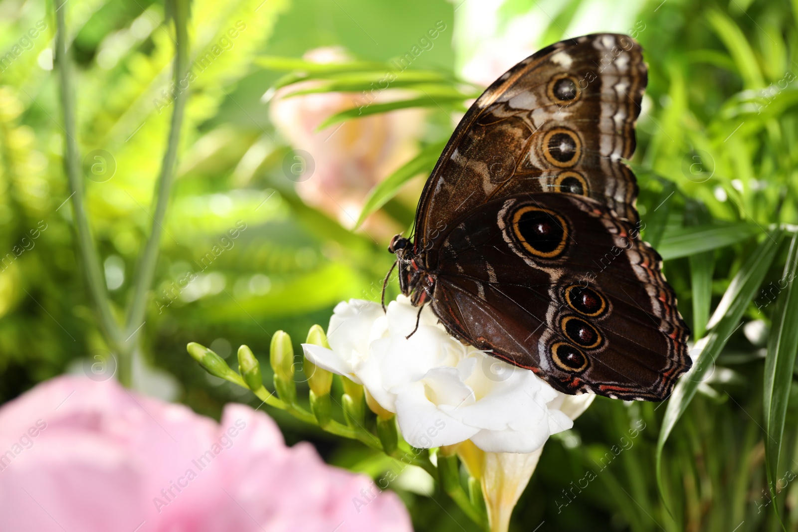 Photo of Beautiful common morpho butterfly on white flower in garden