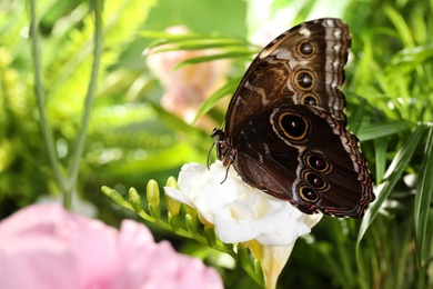 Photo of Beautiful common morpho butterfly on white flower in garden