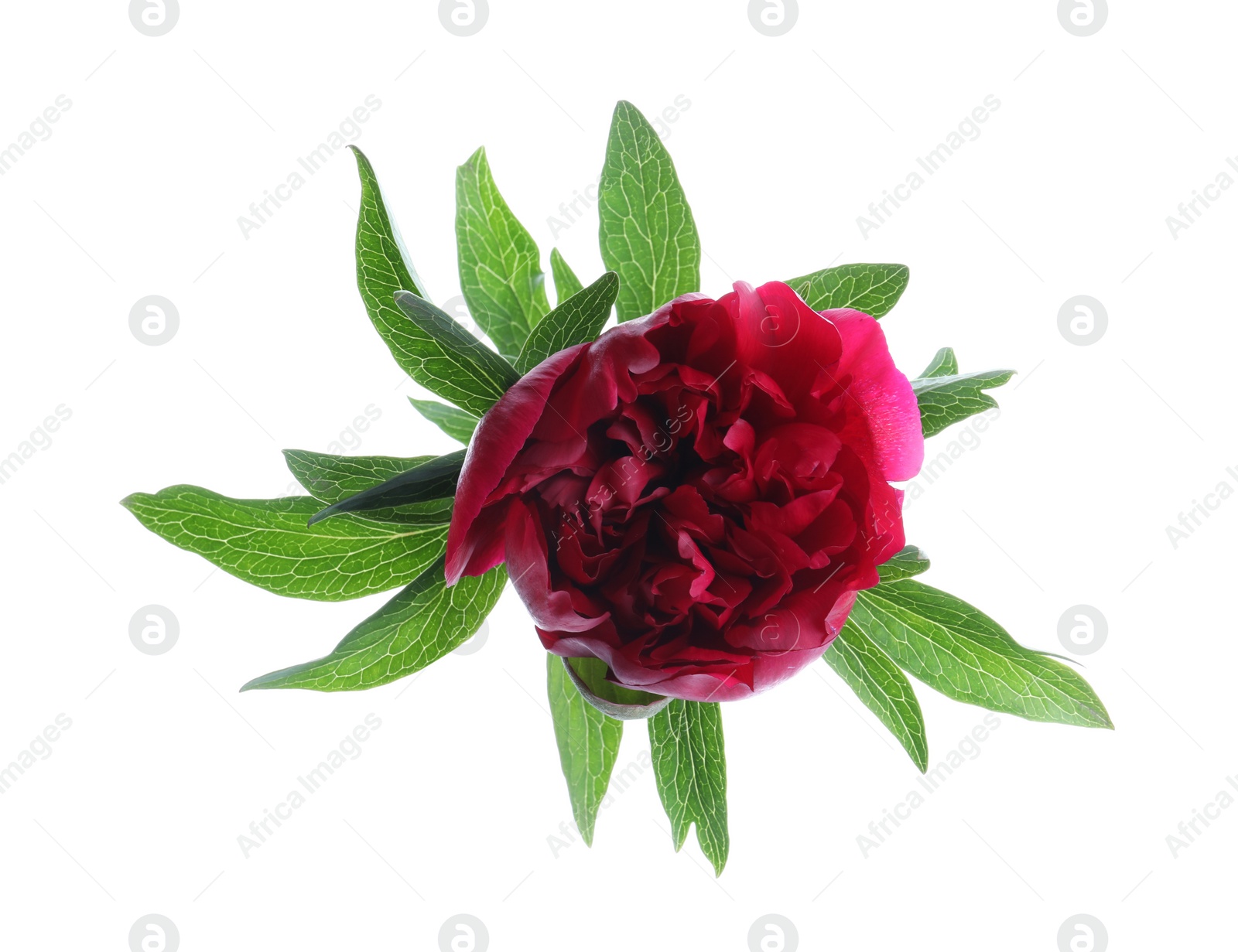 Photo of Beautiful red peony with leaves isolated on white