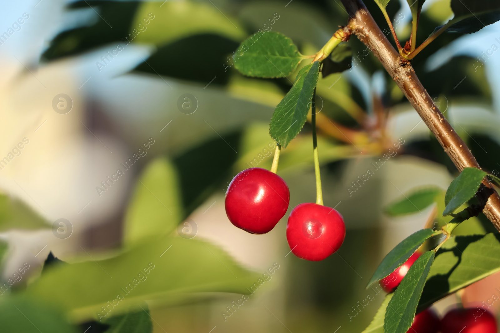 Photo of Closeup view of cherry tree with ripe red berries outdoors on sunny day