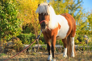 Beautiful pony outdoors on sunny day. Pet horse