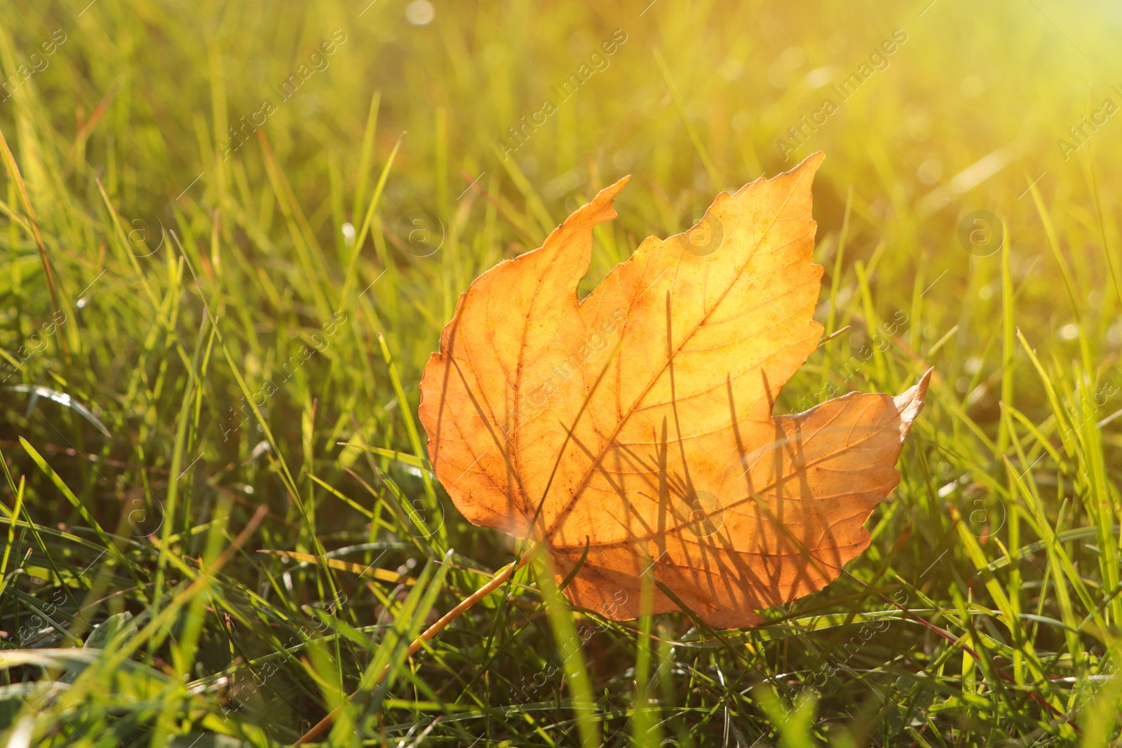 Photo of Beautiful fallen leaf among green grass outdoors on sunny autumn day, closeup