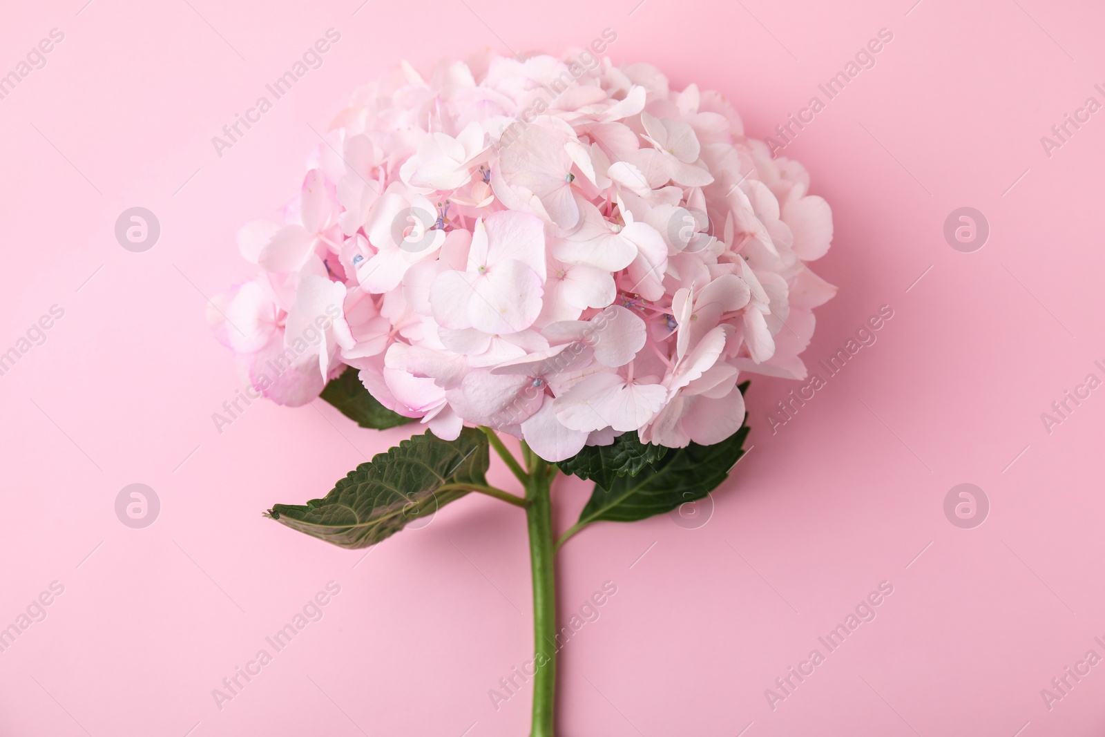 Photo of Beautiful hydrangea flower on pink background, top view