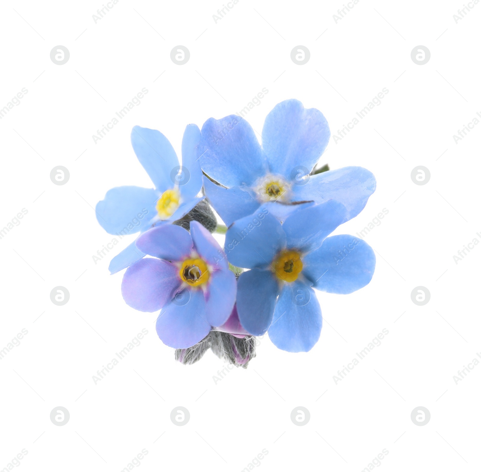 Photo of Beautiful blue Forget-me-not flowers isolated on white