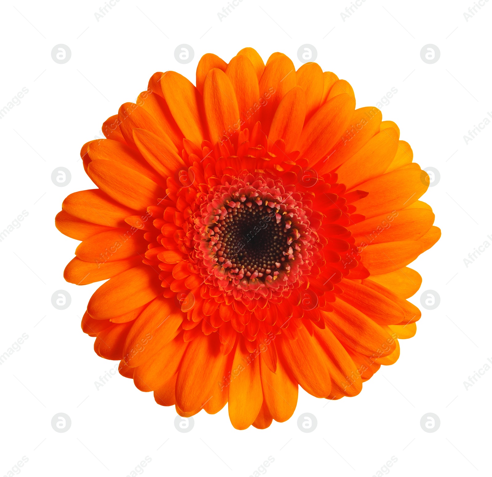 Image of Beautiful orange gerbera flower isolated on white