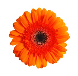 Beautiful orange gerbera flower isolated on white