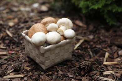 Photo of Basket of fresh champignon mushrooms in forest