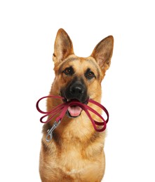 Image of Cute German shepherd dog holding leash in mouth on white background