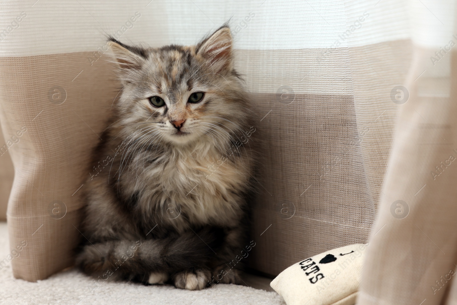 Photo of Cute fluffy kitten with small pillow near curtain at home