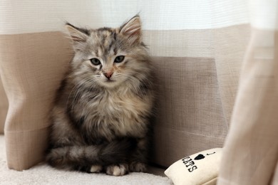 Cute fluffy kitten with small pillow near curtain at home