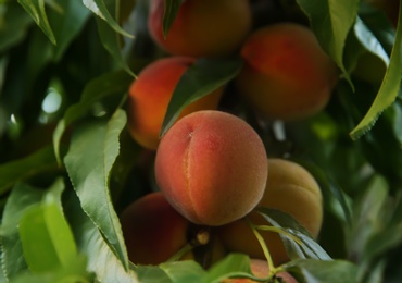 Ripe peaches on tree branch in garden, closeup