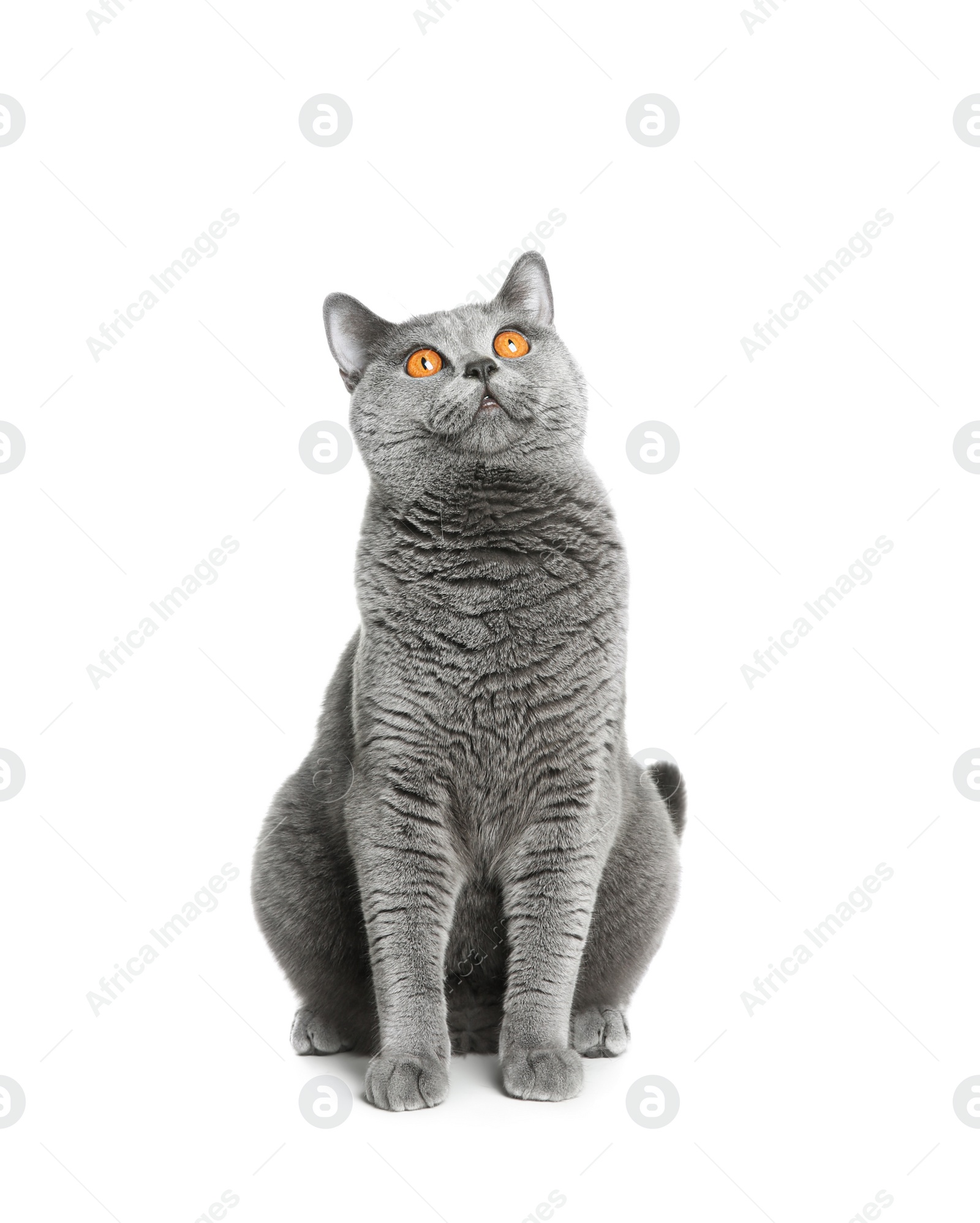 Photo of Adorable grey British Shorthair cat on white background