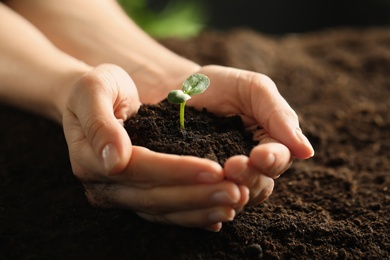 Woman holding young green seedling in soil, closeup