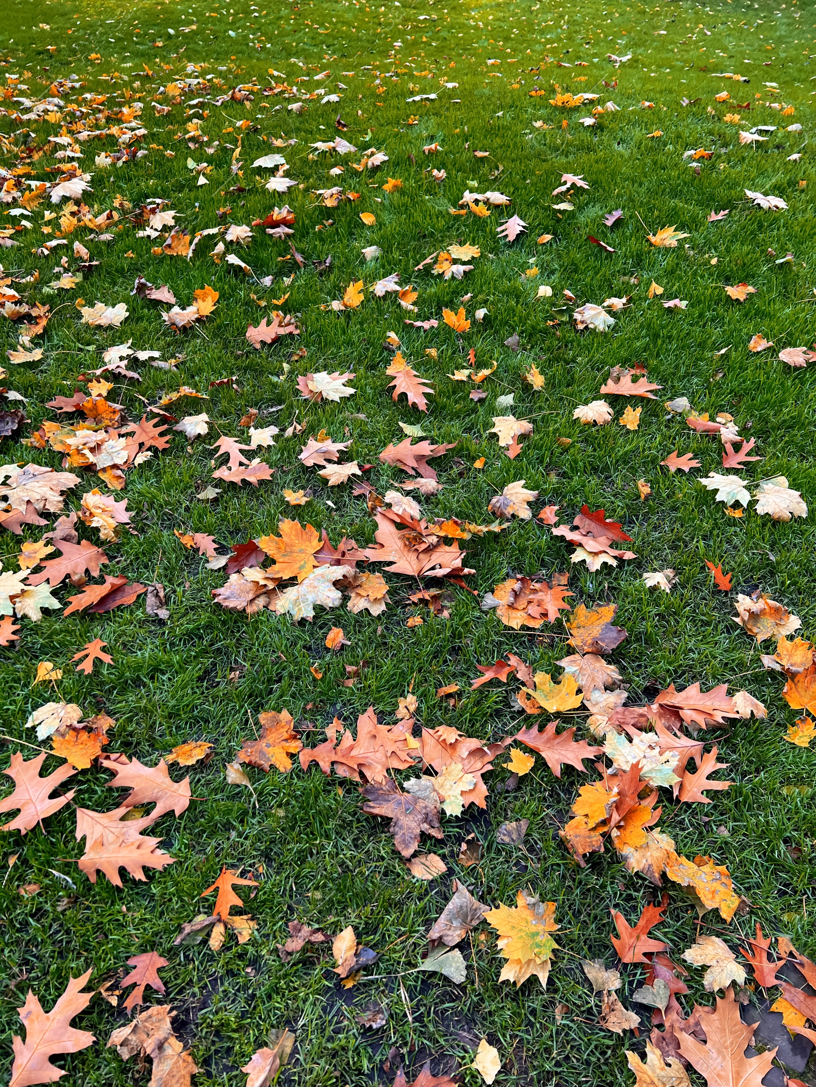 Photo of Many dry leaves on green grass in autumn park