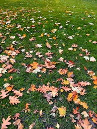 Photo of Many dry leaves on green grass in autumn park