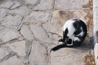 Photo of Lonely stray cat on stone surface outdoors, space for text. Homeless pet