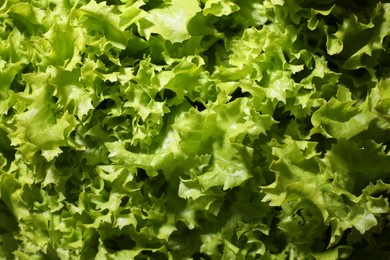 Fresh green lettuce as background, closeup. Salad greens