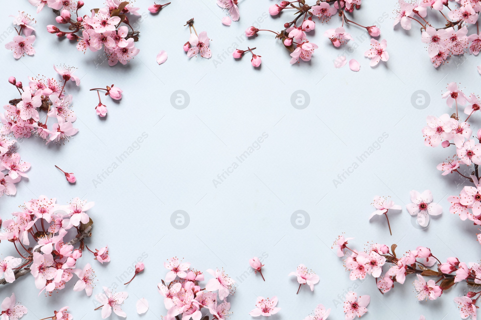 Photo of Beautiful frame of spring tree blossoms on light background, flat lay. Space for text